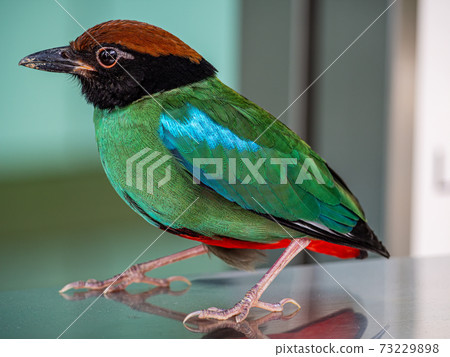 Hooded pitta close-up Hooded pitta close-up 73229898