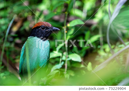 Hooded pitta close-up Hooded pitta close-up 73229904