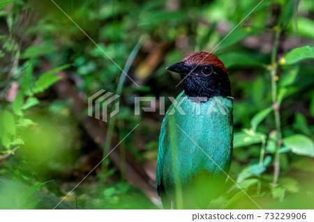 Hooded pitta close-up Hooded pitta close-up 73229906
