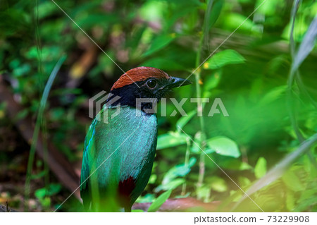 Hooded pitta close-up Hooded pitta close-up 73229908