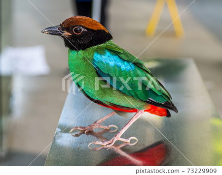 Hooded pitta close-up Hooded pitta close-up 73229909