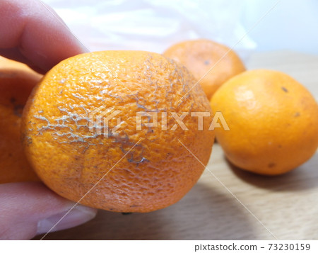 枯萎的mikan:已開始受到傷害的mikan 枯萎的mikan:已開始受到傷害的mikan 73230159