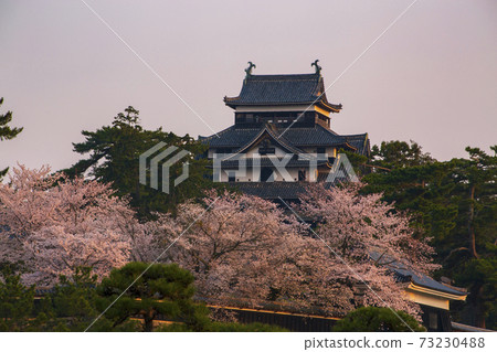 島根縣松江城晨曦中的城堡塔和櫻花 島根縣松江城晨曦中的城堡塔和櫻花 73230488