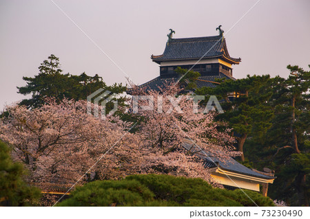 島根縣松江城晨曦中的城堡塔和櫻花 島根縣松江城晨曦中的城堡塔和櫻花 73230490