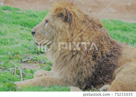 Profile Of The Lion King Of Beasts Stock Photo