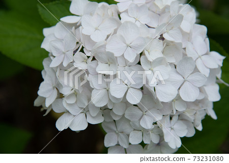 白色繡球花 73231080