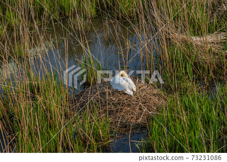 Swan's nest Swan's nest 73231086