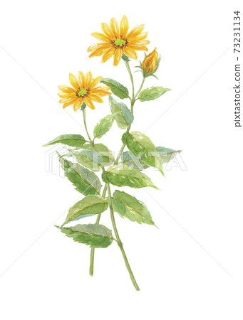 兩朵菊花 73231134
