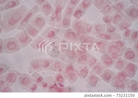 Cell Division and Cell Cycle under the microscope. Cell Division and Cell Cycle under the microscope. 73231150