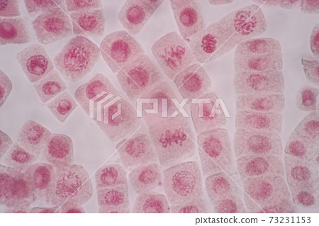 Cell Division and Cell Cycle under the microscope. Cell Division and Cell Cycle under the microscope. 73231153