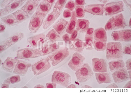 Cell Division and Cell Cycle under the microscope. Cell Division and Cell Cycle under the microscope. 73231155