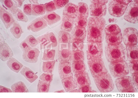 Cell Division and Cell Cycle under the microscope. Cell Division and Cell Cycle under the microscope. 73231156