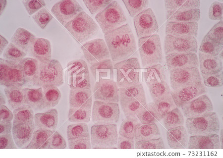 Cell Division and Cell Cycle under the microscope. Cell Division and Cell Cycle under the microscope. 73231162