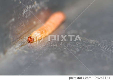 an worm over gray an worm over gray 73231184