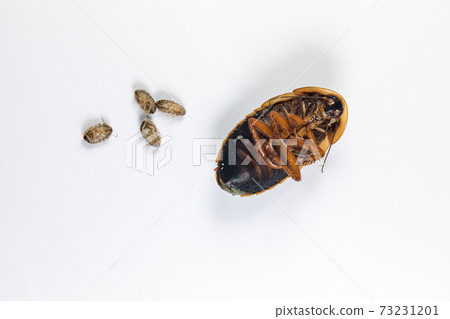 Study of the structure of Blaptica dubia, Dubia roach, also known as the orange-spotted roach in the laboratory. 73231201