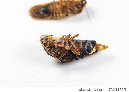 Study of the structure of Blaptica dubia, Dubia roach, also known as the orange-spotted roach in the laboratory. Study of the structure of Blaptica dubia, Dubia roach, also known as the orange-spotted roach in the laboratory. 73231215