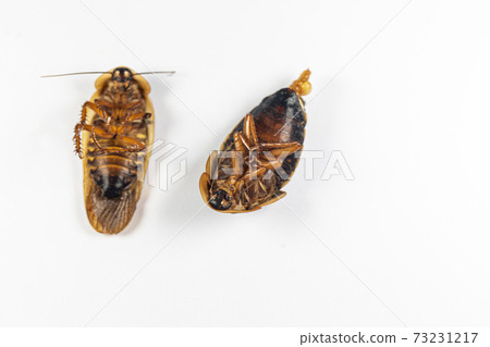 Study of the structure of Blaptica dubia, Dubia roach, also known as the orange-spotted roach in the laboratory. Study of the structure of Blaptica dubia, Dubia roach, also known as the orange-spotted roach in the laboratory. 73231217