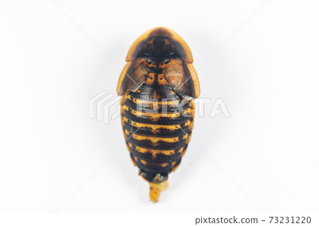 Study of the structure of Blaptica dubia, Dubia roach, also known as the orange-spotted roach in the laboratory. Study of the structure of Blaptica dubia, Dubia roach, also known as the orange-spotted roach in the laboratory. 73231220