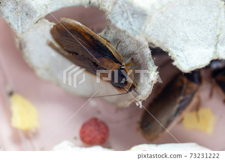 Study of the structure of Blaptica dubia, Dubia roach, also known as the orange-spotted roach in the laboratory. Study of the structure of Blaptica dubia, Dubia roach, also known as the orange-spotted roach in the laboratory. 73231222