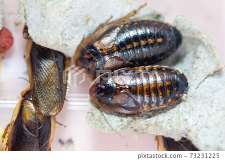 Study of the structure of Blaptica dubia, Dubia roach, also known as the orange-spotted roach in the laboratory. Study of the structure of Blaptica dubia, Dubia roach, also known as the orange-spotted roach in the laboratory. 73231225