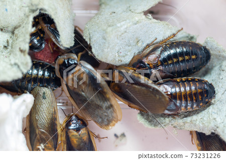 Study of the structure of Blaptica dubia, Dubia roach, also known as the orange-spotted roach in the laboratory. Study of the structure of Blaptica dubia, Dubia roach, also known as the orange-spotted roach in the laboratory. 73231226