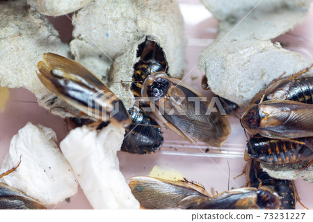 Study of the structure of Blaptica dubia, Dubia roach, also known as the orange-spotted roach in the laboratory. 73231227