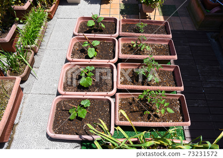 家庭花園,苗木種植穩定,臨時支持套完成 家庭花園,苗木種植穩定,臨時支持套完成 73231572