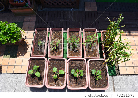 家庭花園,苗木種植穩定,臨時支持套完成 家庭花園,苗木種植穩定,臨時支持套完成 73231573