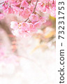 Pink blossoms on the branch with blue sky during spring blooming,.Branch with pink sakura blossoms, Chiang Mai, Thailand.Blooming cherry tree branches against a cloudy blue sky Himalayan blossom 73231753