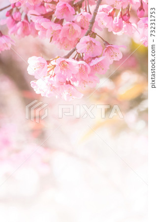 Pink blossoms on the branch with blue sky during spring blooming,.Branch with pink sakura blossoms, Chiang Mai, Thailand.Blooming cherry tree branches against a cloudy blue sky Himalayan blossom 73231753