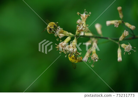 Male bumblebee sucking the nectar of Syneilesis 73231773