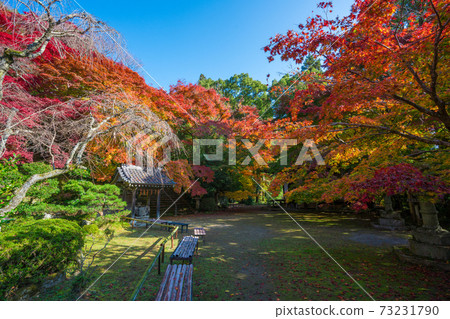 Autumn leaves of Konzoji Temple in Kyoto Autumn leaves of Konzoji Temple in Kyoto 73231790