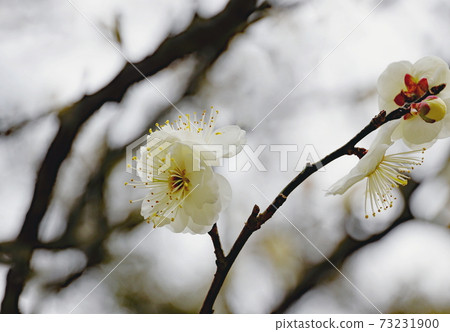 Plum blossom Plum blossom 73231900