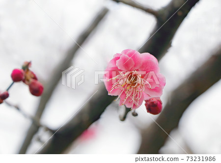 Plum blossom Plum blossom 73231986