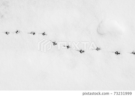 Footsteps in winter 73231999