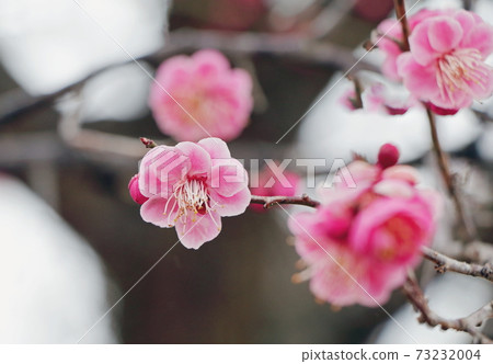 梅花 梅花 73232004