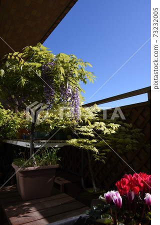Wisteria flowers and cyclamen blooming on the veranda 73232005