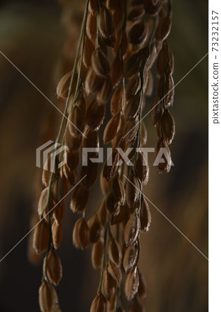 Rice field 73232157