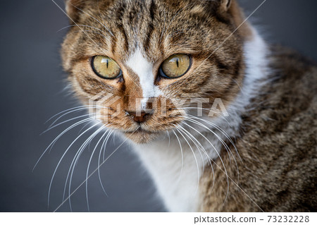 cat's eyes cat's eyes 73232228