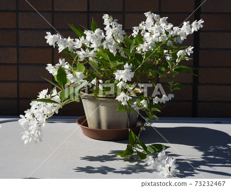 Potted Slender deutzia in full bloom 73232467