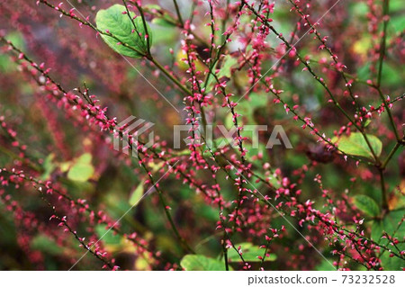 山野草水木花 照片素材 圖片 圖庫