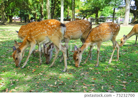 日本奈良縣奈良公園的鹿 日本奈良縣奈良公園的鹿 73232700