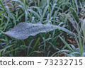 Snow and rime ice on the branches of bushes. Autumn winter background with twigs covered with hoarfrost. Green leaves covered with frost..Cold snowy weather..Frozen dew on grass dewdrop 73232715