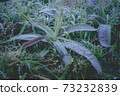 Snow and rime ice on the branches of bushes. Autumn winter background with twigs covered with hoarfrost. Green leaves covered with frost..Cold snowy weather..Frozen dew on grass dewdrop 73232839