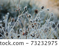 Snow and rime ice on the branches of bushes. Autumn winter background with twigs covered with hoarfrost. Plants in the park are covered with hoar frost. Cold snowy weather..Frozen dew on grass dewdrop 73232975