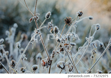 Snow and rime ice on the branches of bushes. Autumn winter background with twigs covered with hoarfrost. Plants in the park are covered with hoar frost. Cold snowy weather..Frozen dew on grass dewdrop Snow and rime ice on the branches of bushes. Autumn winter background with twigs covered with hoarfrost. Plants in the park are covered with hoar frost. Cold snowy weather..Frozen dew on grass dewdrop 73232975