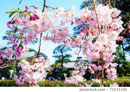 Weeping cherry tree at the Imperial Palace Inui-mon Weeping cherry tree at the Imperial Palace Inui-mon 73233100