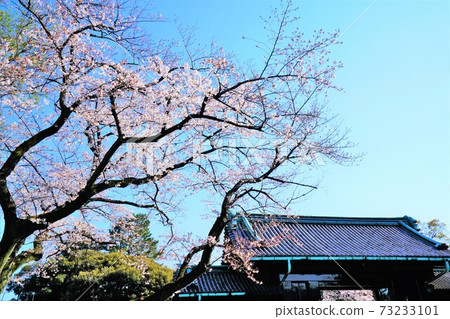Sakura outside the Imperial Palace Inuimon Sakura outside the Imperial Palace Inuimon 73233101