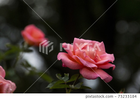 Rose of pink 73233184