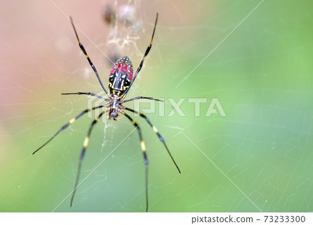 Joro spider belly 73233300
